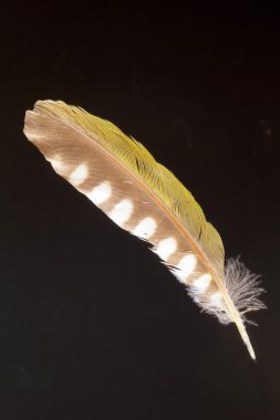 Japon Yeşil ağaçkakan (Picus awokera tüy)