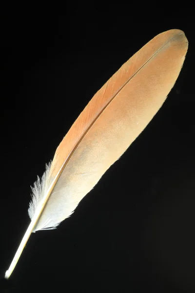 Pena de canela Bittern (Ixobrychus cinnamomeus ) — Fotografia de Stock