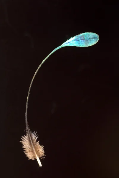 Pena de Monal do Himalaia (Lophophorus impejanus ) — Fotografia de Stock