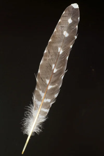 羽毛的东方布谷鸟 (杜鹃 optatus) — 图库照片
