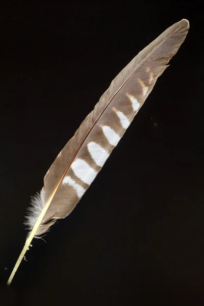 羽毛的东方布谷鸟 (杜鹃 optatus) — 图库照片