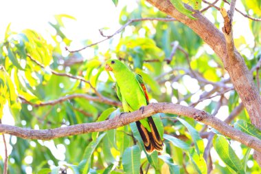 Kırmızı kanatlı papağan (Aprosmictus erythropterus) Darwin, Avustralya