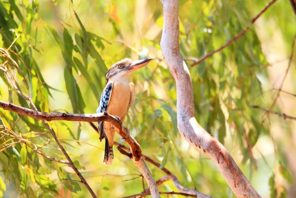 Modrá okřídlený Kookaburra (Dacelo leachii) v Darwin, Austrálie — Stock fotografie