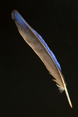 Yakalı Kingfisher (Todiramphus chloris tüy)