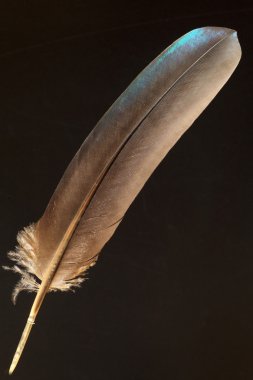 Tüy Himalayan Monal (Lophophorus impejanus)