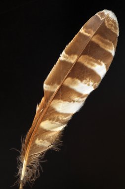 Tüy Ural baykuş (Strix uralensis)