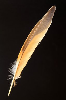 Gölgeli ardıç (Turdus eunomus tüy)