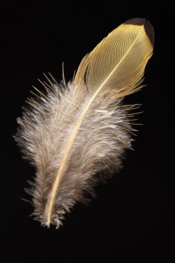 Pullu ardıç kuşu (Zoothera aurea) Japonya'da tüy