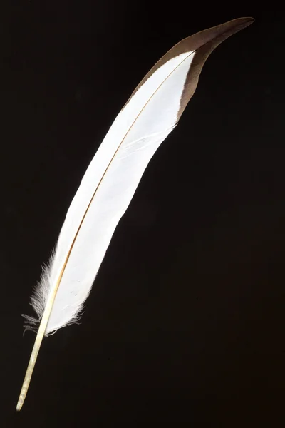 Feather of Pheasant-tailed Jacana (Hydrophasianus chirurgus) — Stock Photo, Image