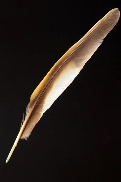 Feather of Scaly Thrush (Zoothera aurea) in Japan — Stock Photo, Image