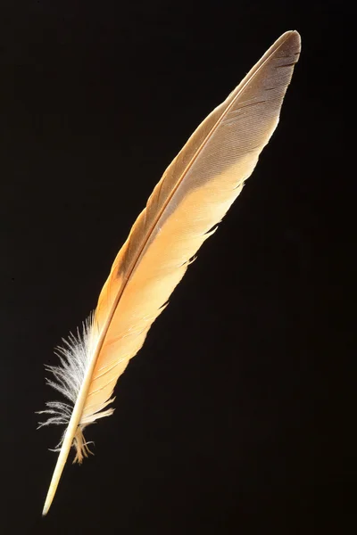 ขนนกของ Dusky Thrush ( ทนทานหู / ) — ภาพถ่ายสต็อก
