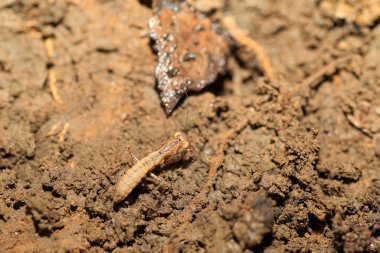 Amantis nawai mantis Japonya'da