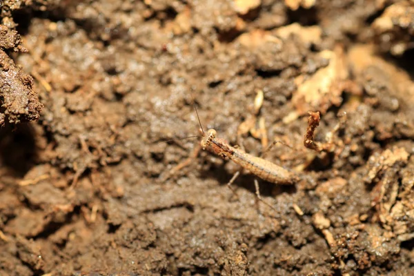 Amantis Nawai Gottesanbeterin in Japan — Stockfoto