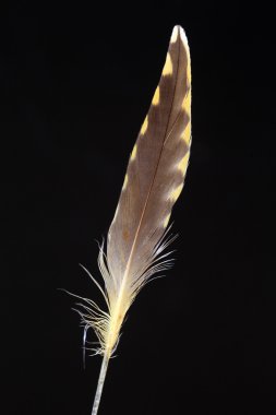 Pasifik altın yağmurcunu (Pluvialis fulva tüy)