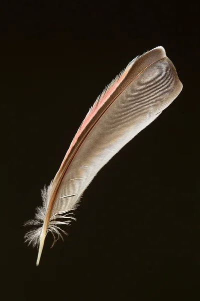 Feder des Kiefer Grosschnabels (Pinicola enukleator)) — Stockfoto