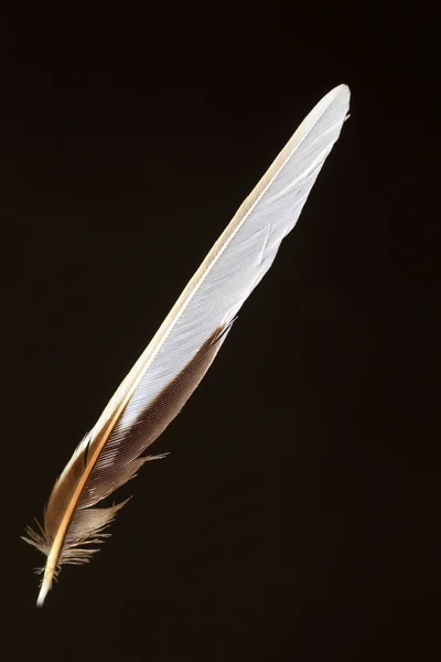 Feather of Forest Wagtail (Dendronanthus indicus) — Stock Photo, Image