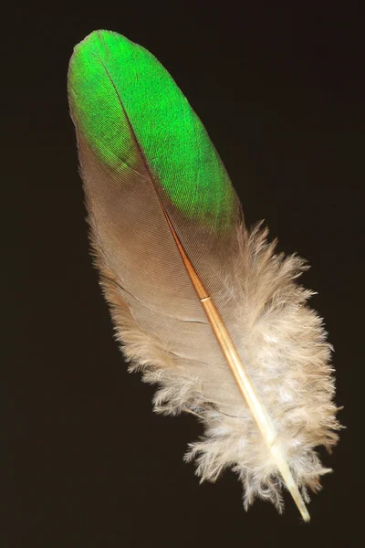 Pena de Pomba Esmeralda Comum (Chalcophaps indica ) — Fotografia de Stock