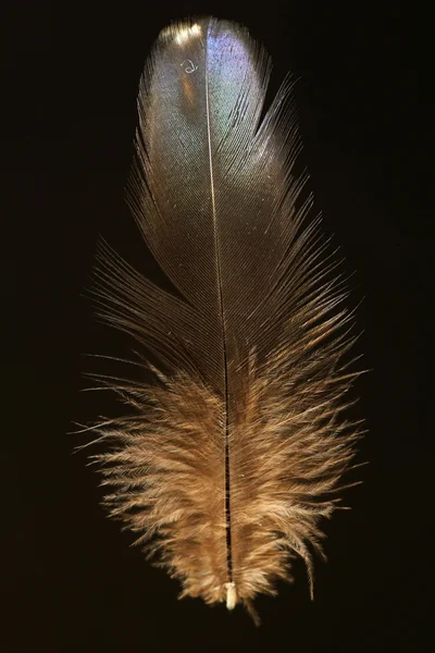 Pena de faisão verde japonês (Phasianus versicolor ) — Fotografia de Stock