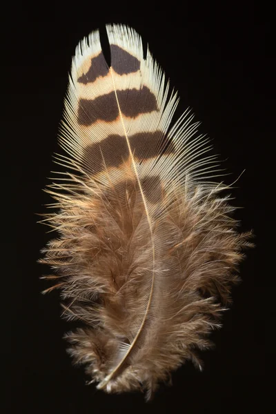 日本绿雉 (雉花斑癣的羽毛) — 图库照片