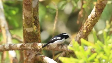 Küçük alaca sinekkapan (Ficedula westermanni) Mt.Kinabalu, Borneo içinde