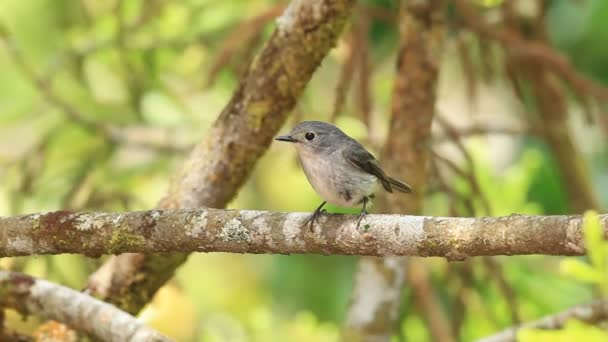 작은 얼룩 덜 룩 한 새 (Ficedula westermanni) Mt.Kinabalu, 보르네오에 — 비디오