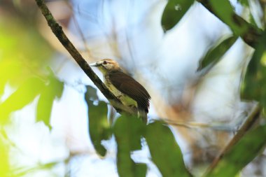 Çengel gagalı Bulbul