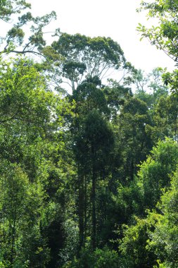 Yağmur ormanları ve Borneo, Sabah, Malezya