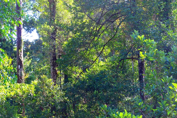 Rainforest of Borneo, Sabah, Malaysia — Stock Photo, Image