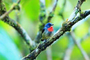 Flowerpecker (Dicaeum monticolum), Mt.Kinabalu, Borneo siyah taraflı