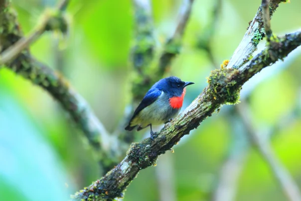 在 Mt.Kinabalu，婆罗洲的黑色双面 Flowerpecker (Dicaeum monticolum) — 图库照片