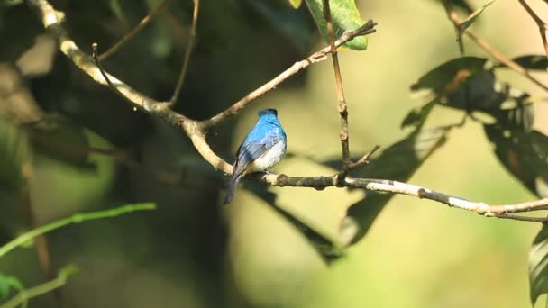 Indigo Flycatcher (Eumyias indigo) em Mt.Kinabalu, Bornéu — Vídeo de Stock