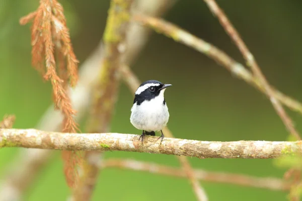 Pequeño atrapamoscas (Ficedula westermanni) en el Monte Kinabalu, Borneo —  Fotos de Stock