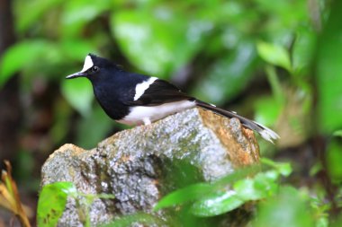 Tayland beyaz tepeli Forktail (Enicurus leschenaulti)