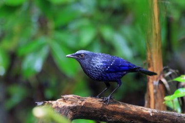 Mavi ıslık ardıç kuşu (Myophonus caeruleus) Tayland