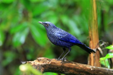 Mavi ıslık ardıç kuşu (Myophonus caeruleus) Tayland