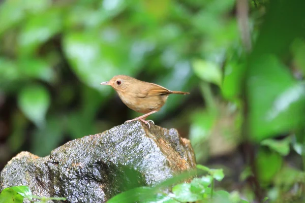 Babbler petto di buff (Pellorneum tickelli) in Thailandia — Foto Stock