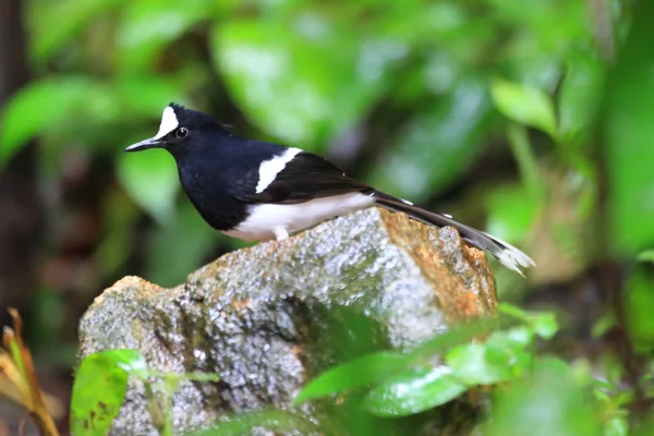 タイの白戴冠させた Forktail (Enicurus leschenaulti) — ストック写真