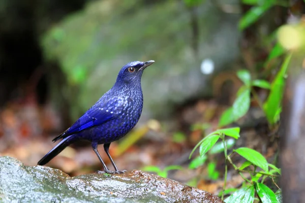 Blue Whistling Thrush (Myophonus caeruleus) в Таиланде — стоковое фото