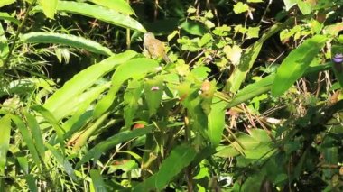 Mt.Kinabalu, Borneo, soluk yüzlü bülbül (Pycnonotus leucops)