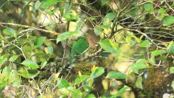 Barbet à tête rouge (Megalaima pulcherrima) à Bornéo 