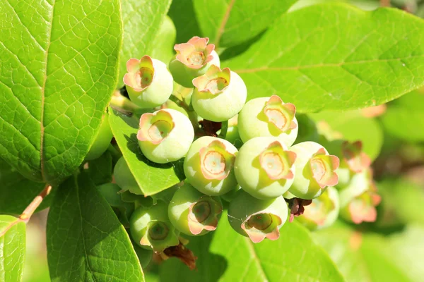 Unreife blaue beeren in japan — Stockfoto