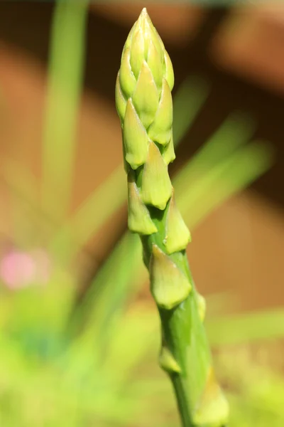 Asparagus vegetable growing in spring — Stock Photo, Image