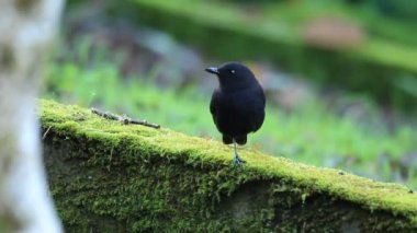 Borneo ıslık ardıç kuşu (Myophonus borneensis) olan Borneo adasında