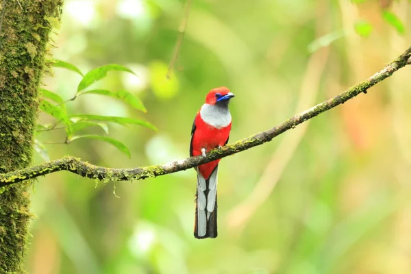 Feketetorkú trogon (Harpactes whiteheadi) a Borneó — Stock Fotó