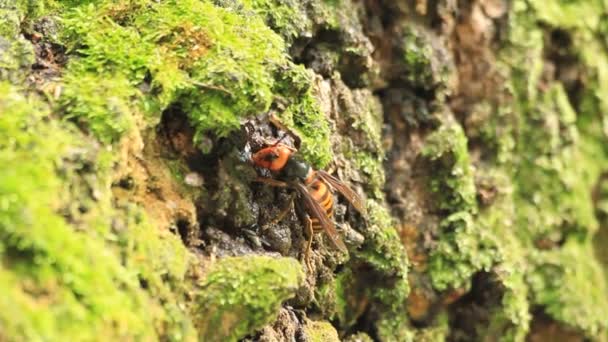 Японська гігантська hornet (Vespa mandarinia) в Японії — стокове відео