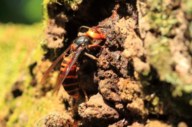 Japonya'da Japon dev hornet (Vespa mandarinia)