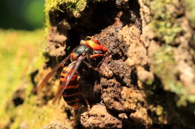 Japonya'da Japon dev hornet (Vespa mandarinia)