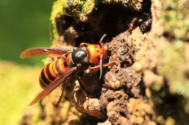Japonya'da Japon dev hornet (Vespa mandarinia)
