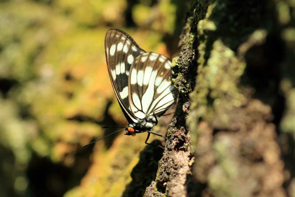 Syrena motyl (Hestina persimilis japonica) w Japonii — Zdjęcie stockowe