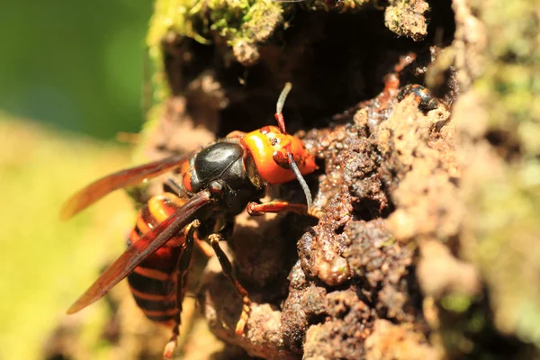 Japanese giant hornet (Vespa mandarinia) in Japan — Stock Photo, Image